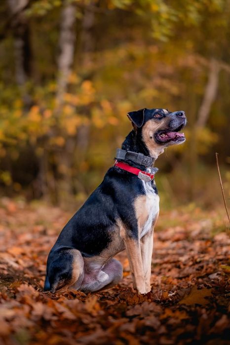 Czesio - pies ze schroniska Rybnik