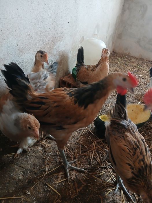 Galos de ovos azuis, verdes e andaluza suranha