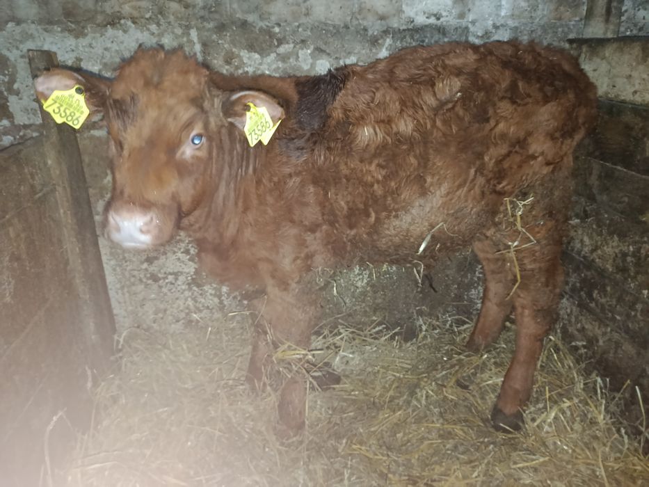 Sprzedam cielaki byczki i jałówki