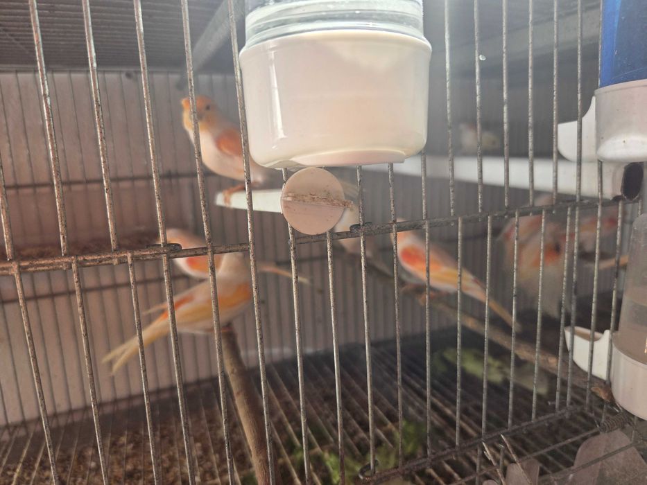 Canários mosaicos vermelhos e variáveis