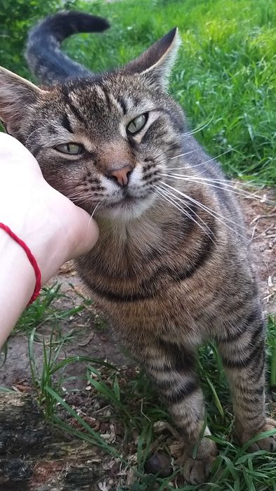 Котёнок по имени Гав