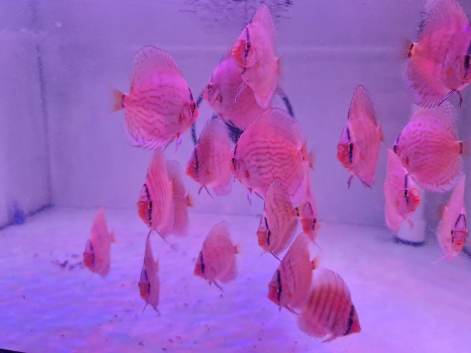 Cobalt Kobalt Piwowarski