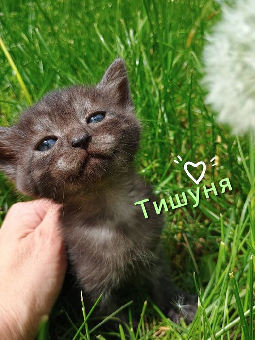 Кошенята !!!Віддам