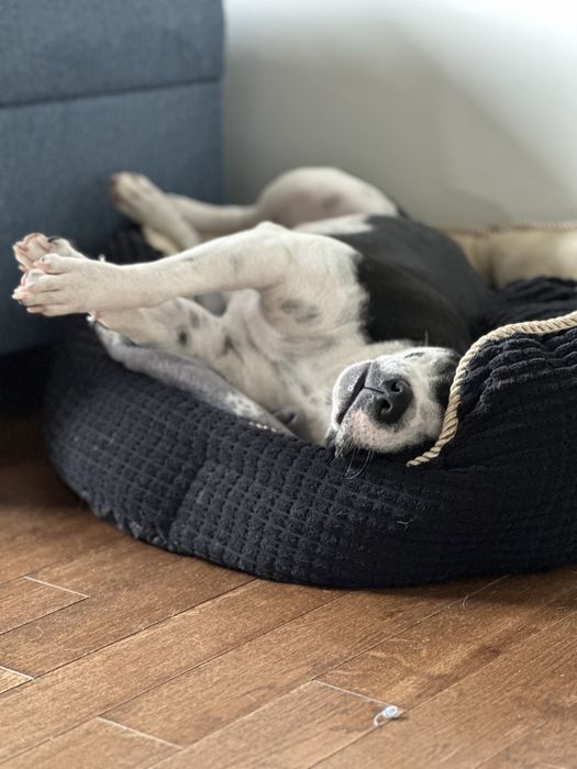 Domowa opieka nad psem, dyplomowany behawiorysta, hotel dla psa