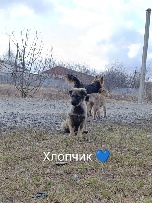 2 хлопчика, та 2 дівчинки шукають родини