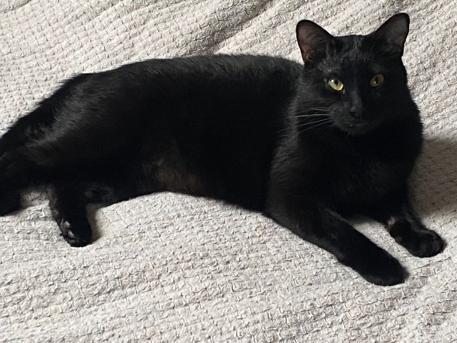 Гарний кіт в хороші руки