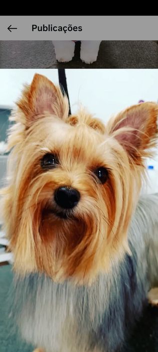 Yorkshire Terrier macho