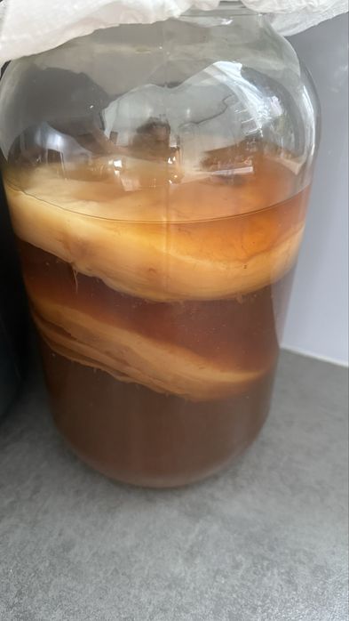 200 ml starteru kombuchy