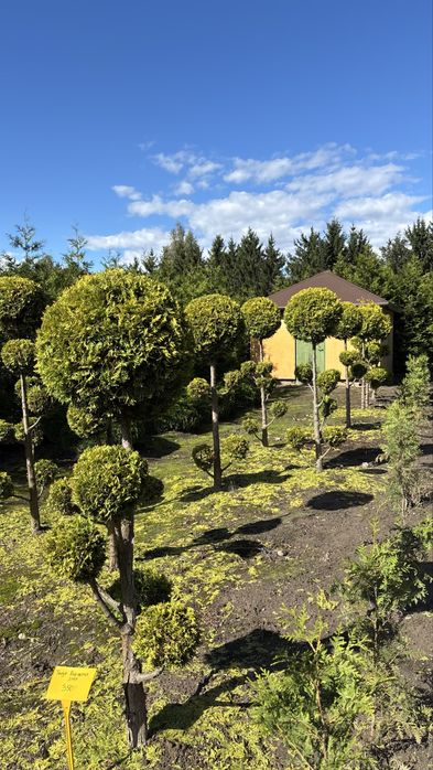 Formowna Thuja Rheingold Bonsai - Piękna ozdoba ogrodu!