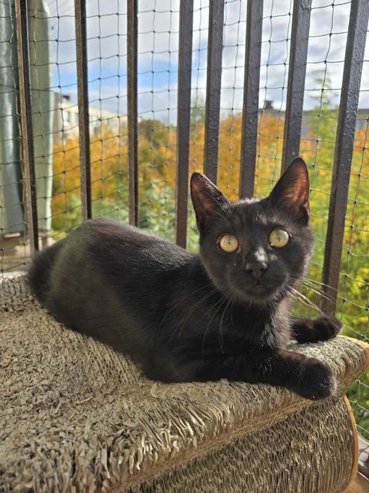 Ciastek z Fundacji Miasto Kotów