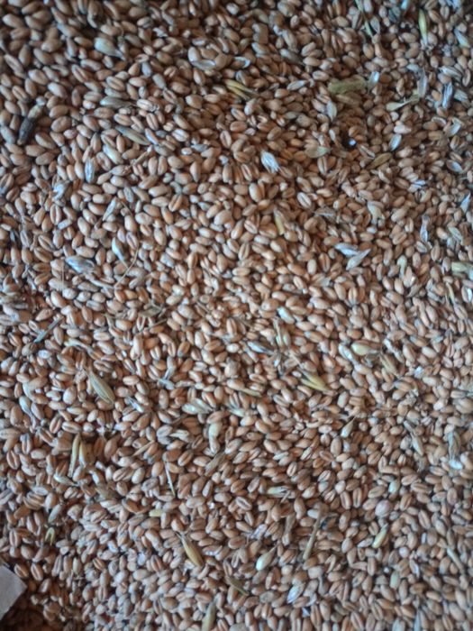 Zboże niemłynkowane