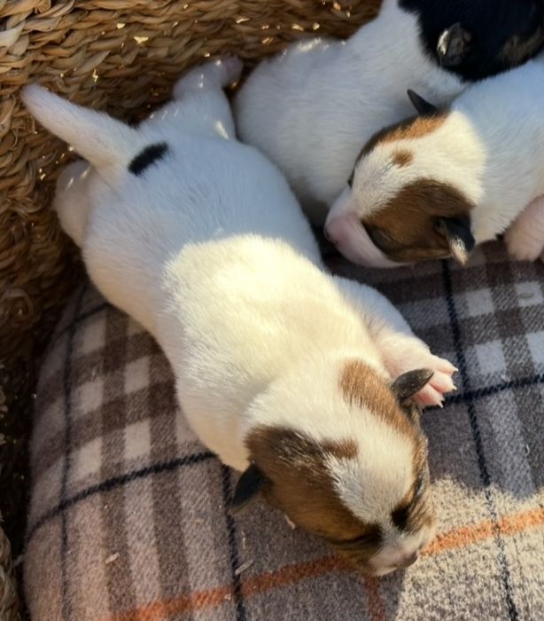 Jack russel qualidade