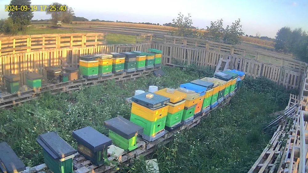 Odkłady pszczele na ramce wielkopolskiej 2026