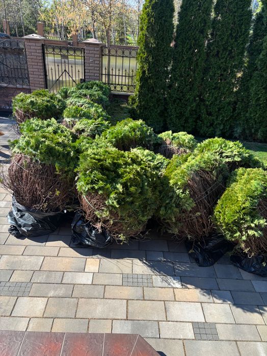 Дорослі кущі.Туя Даніка