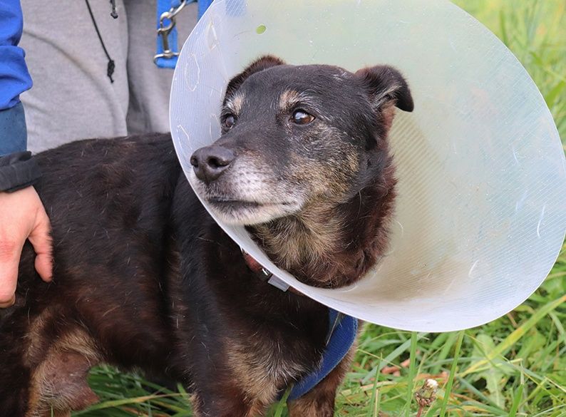 Starszy piesek Felek szuka domu!