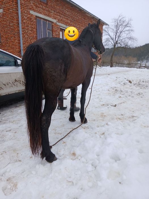 Продається кобила