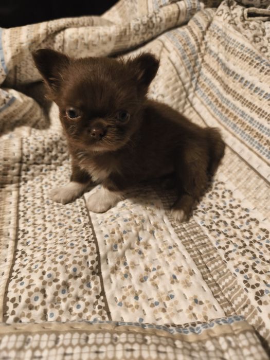 Chihuahua  qualidade excelente