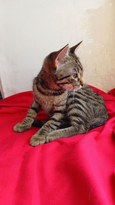 котенко в поискпх семьи. котята ищут дом