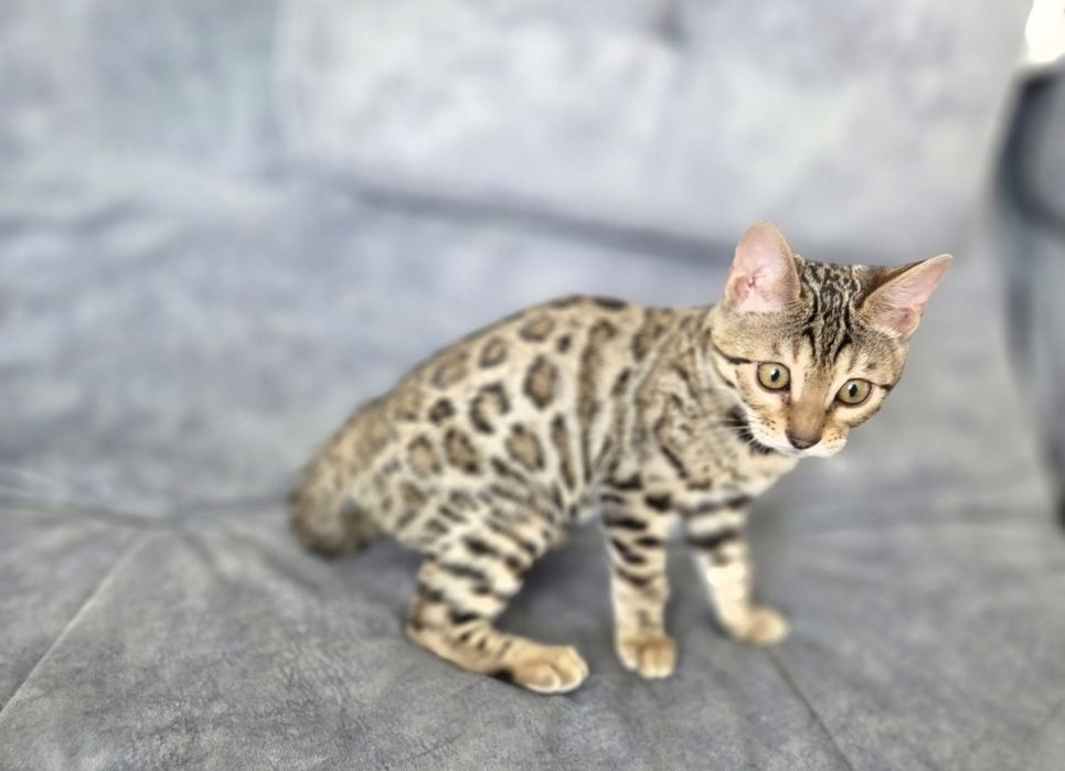 Кошенята бенгальські