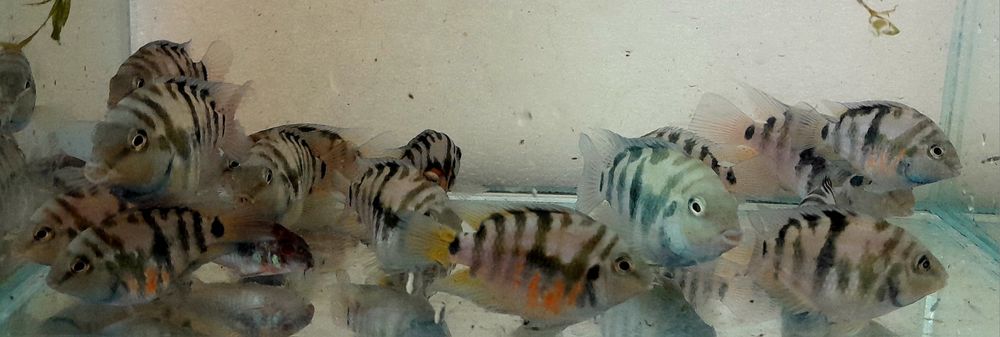 Папуга блакитний тигр акваріумна рибка