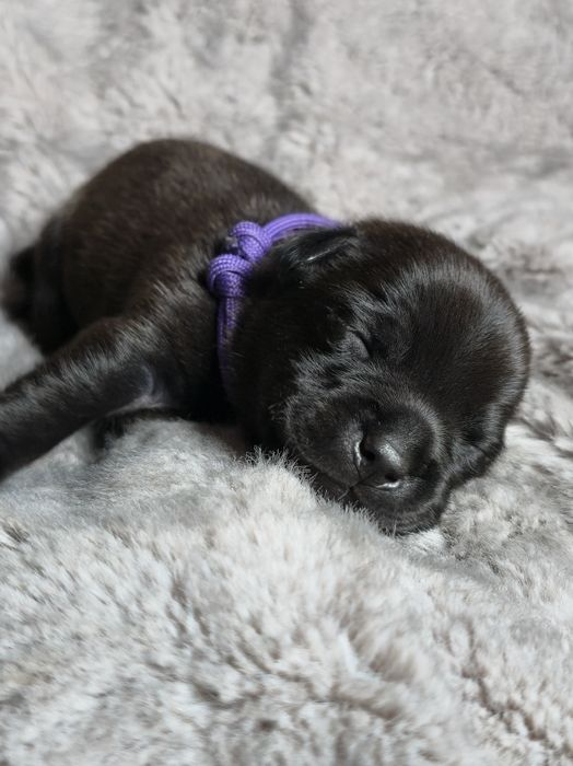 Staffordshire bull terrier,  Staffik