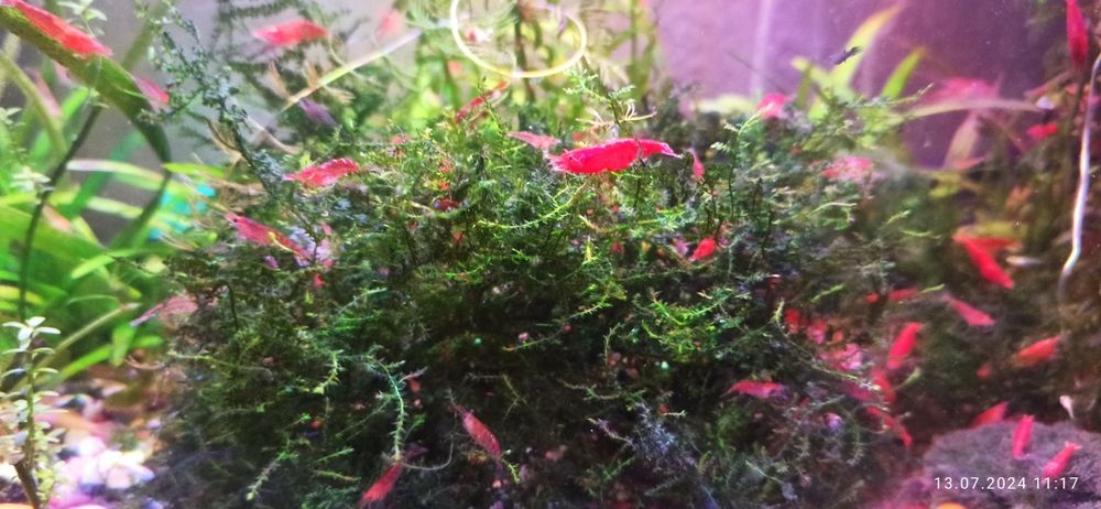 Неокардини червоні.