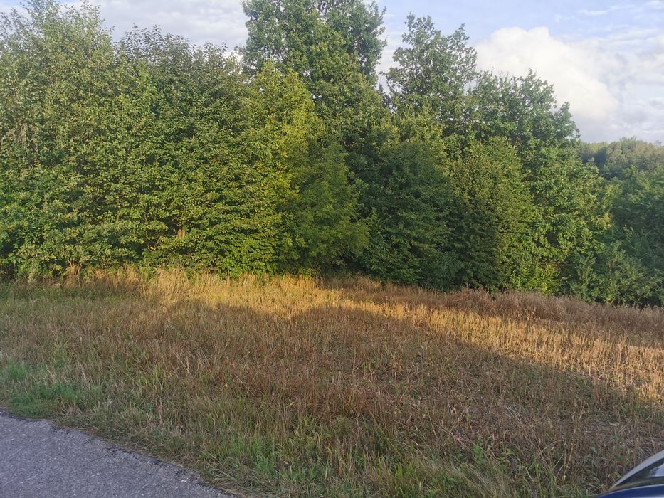 Drzewo na opał..