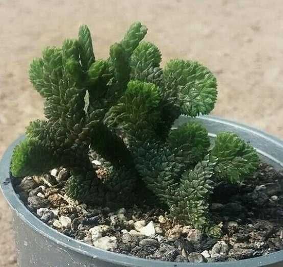 Кактус (сукулент) красула muscosa, красула muscosa кристатна