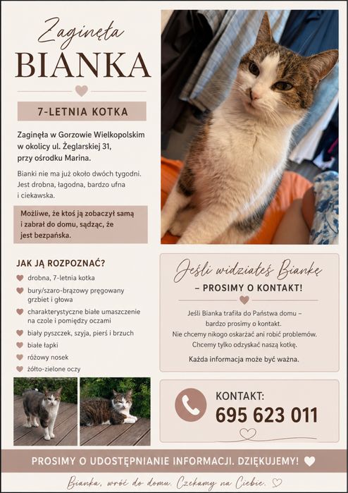 Zagineła kotka okolice Mariny Gorzów