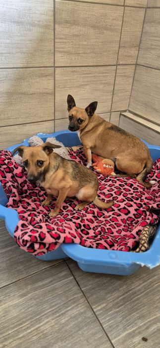 Dwa mikruski okolo 2 lata