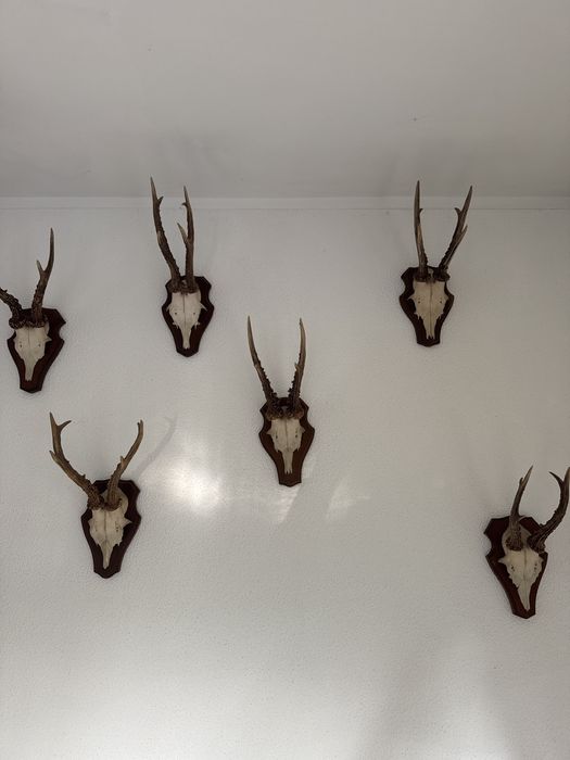 Conjunto de 6 cabecas de veado