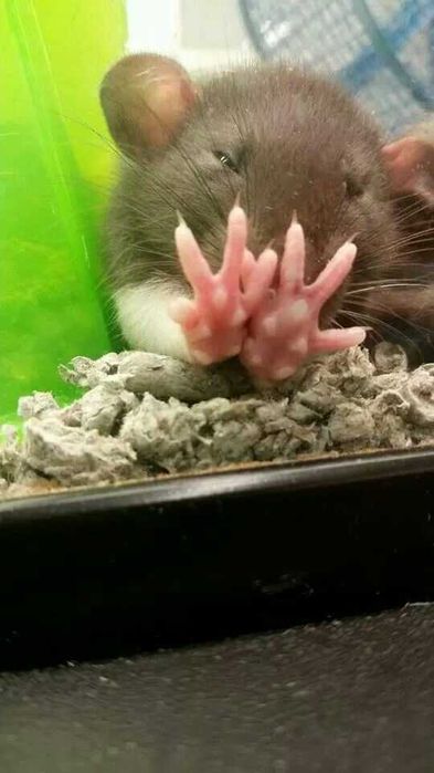 Пацючки вухастики дамбо + клітка під ключ, ручні декоративні пацючки