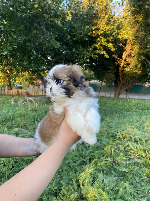 Неймовірно шикарний хлопчик
