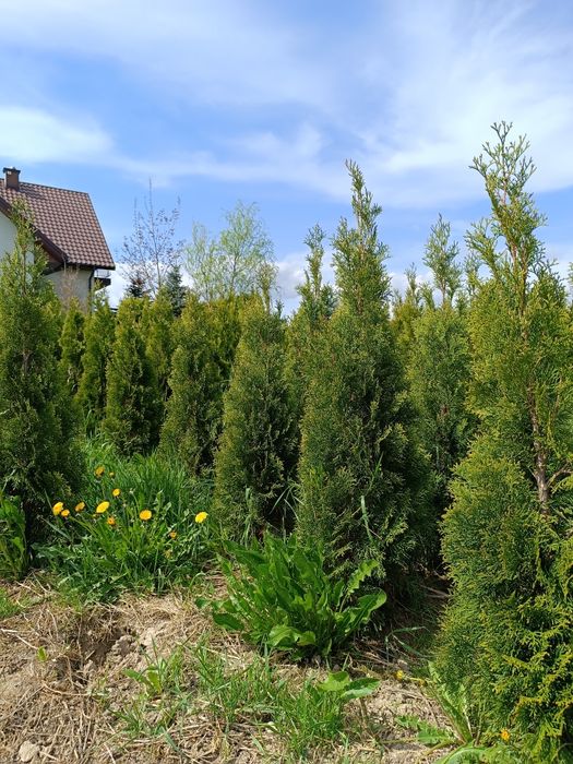 Tuja szmaragd ok 120-140 cm