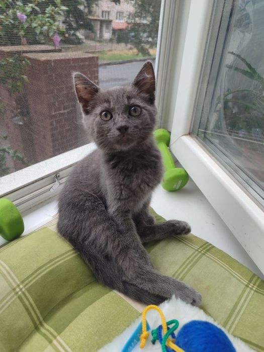 Кошення Хлопчик 2 міс, Дуже Ласкавий