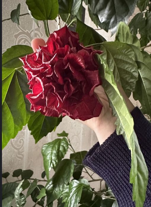 Китайська роза, гібіскус, вазони