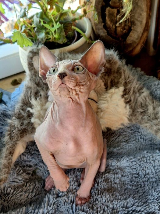 Sfinks Kanadyjski rodowód FPL