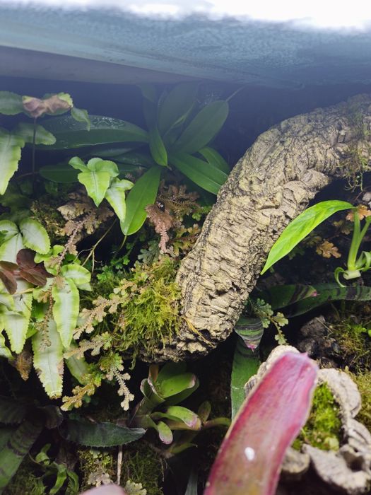 Selaginella uncinata