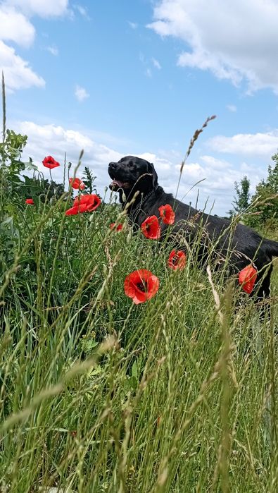 Шукаємо дівчину .