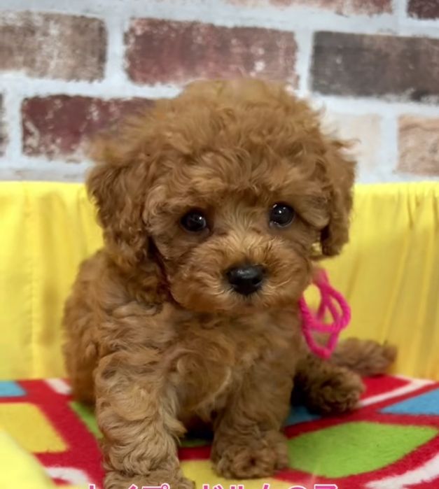 Хлопчик той пудель