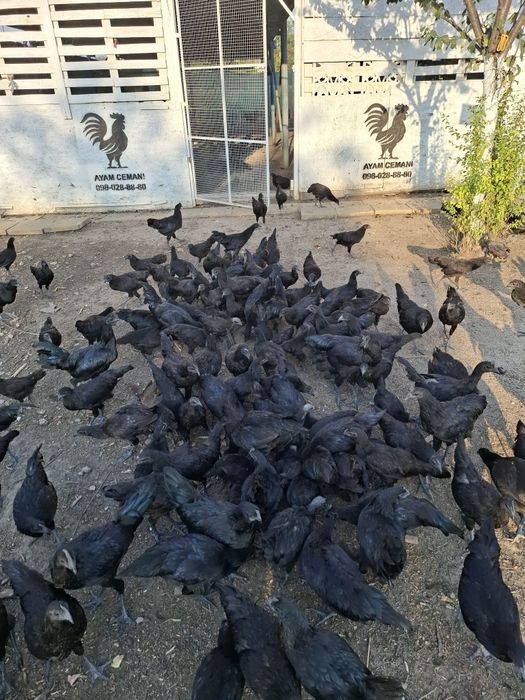 Продам черный кури