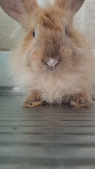 Coelhos pelodos muito fofinhos