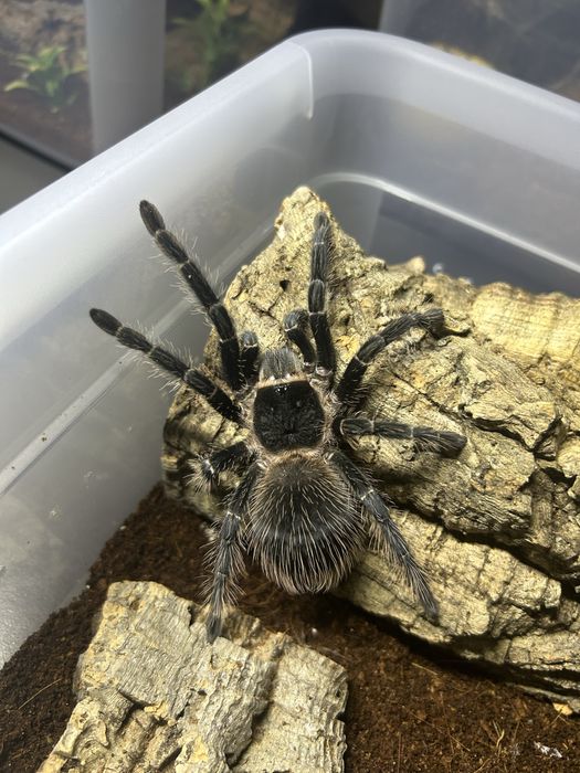 Lasiodora parahybana samica ( Ptasznik Olbrzymi )