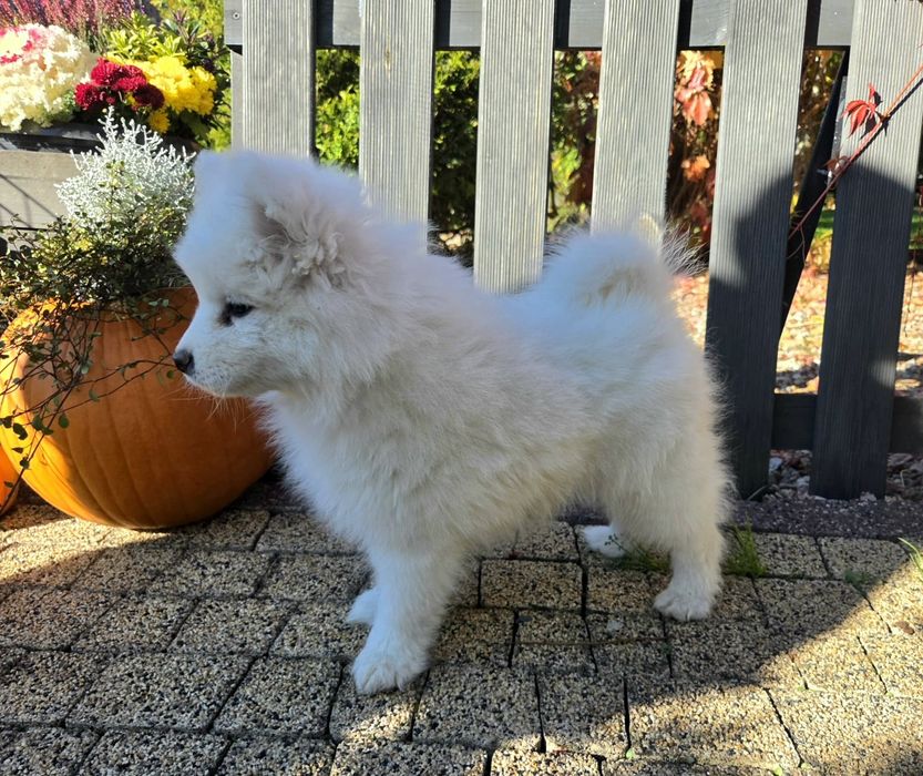 Samoyed szczeniak suczka
