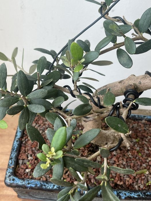 Bonsai de oliveira
