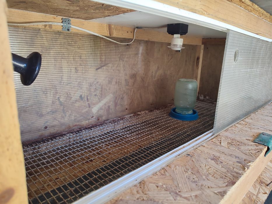 Брудер для перепілок