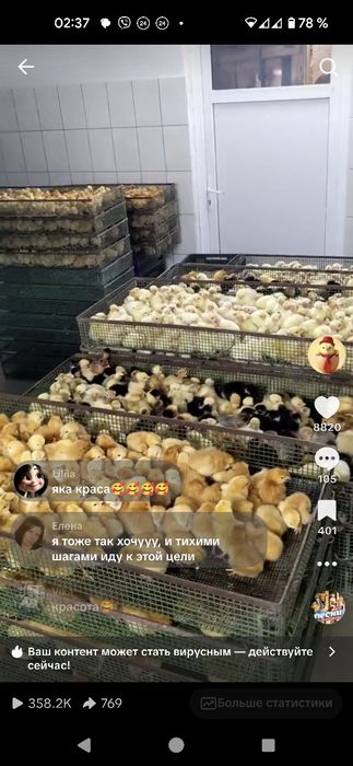 Суточный бройлер Кобб 500 Росс