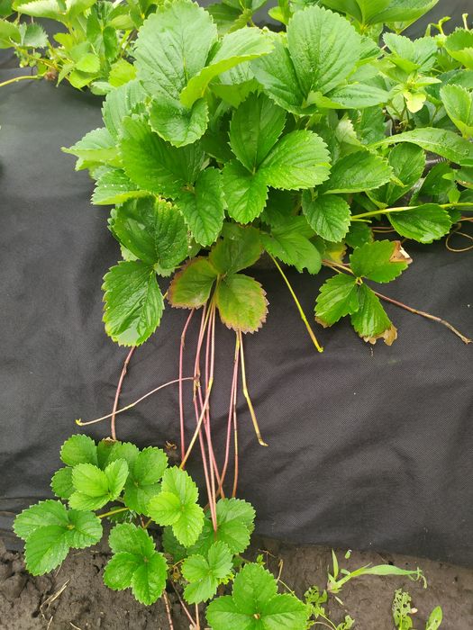 Саджанці полуниці, хонейка росана румба