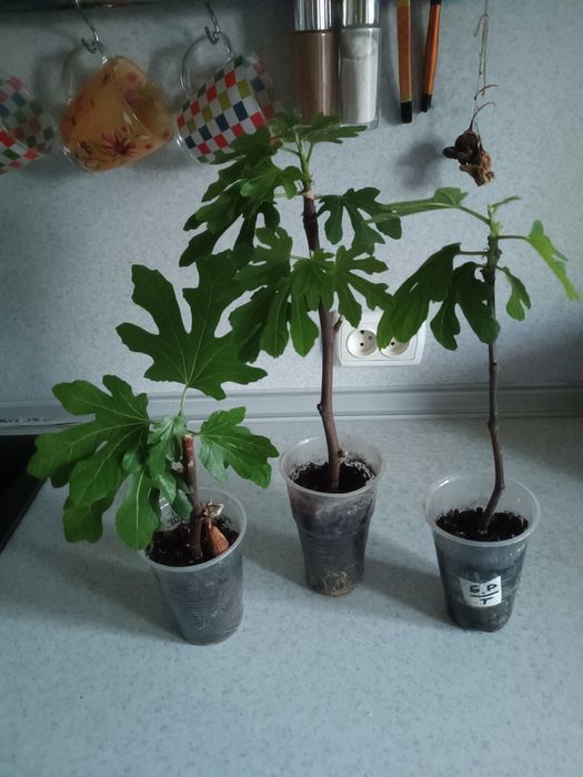 Саженцы   инжира.