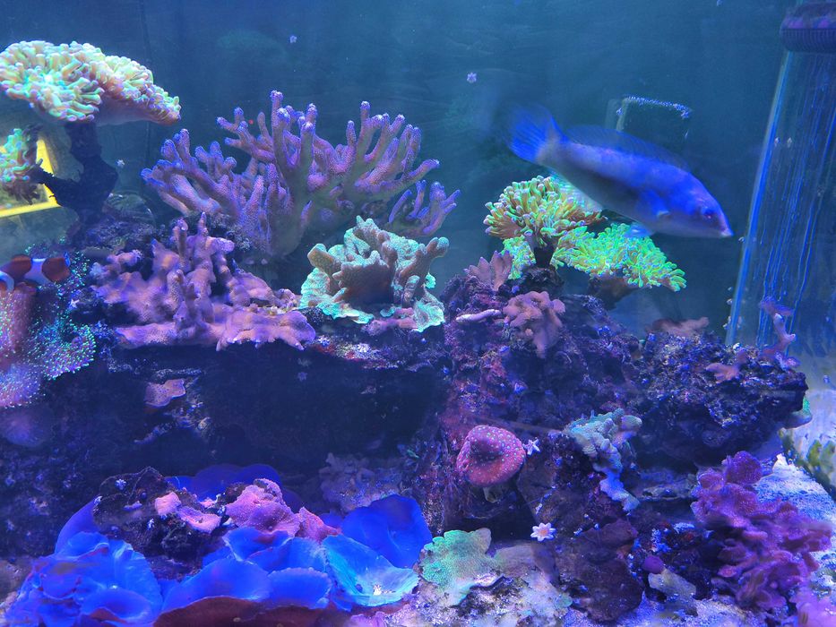 Akwarium Morskie z życiem i osprzętem